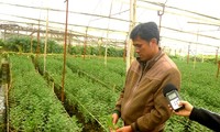 Vu Nhuan, un floricultor abanderado en aplicación de tecnología